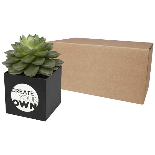 Pot en aluminium avec plante grasse Hey Pots